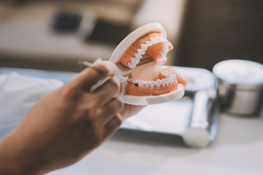 person holding a dental model